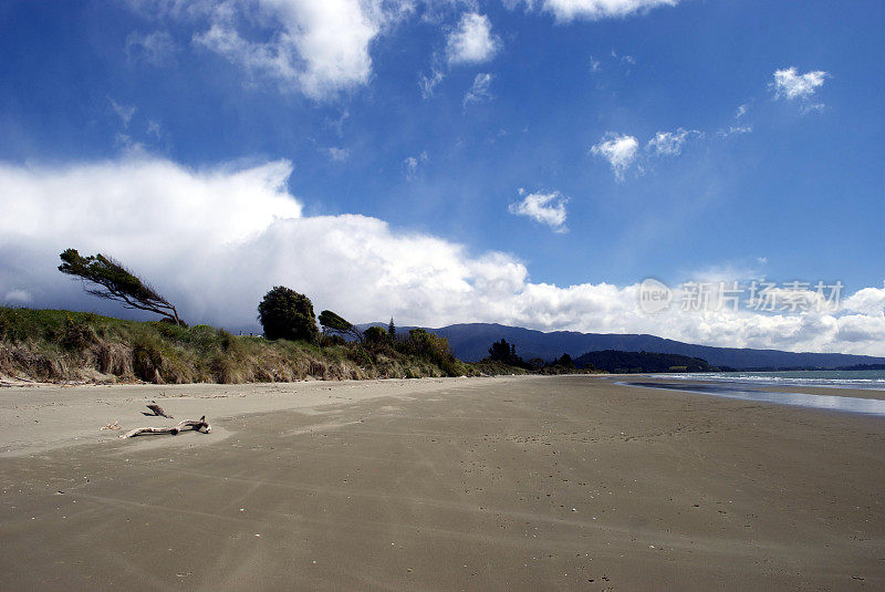 海滩上的Winswept Trees, Pohara, Golden Bay, NZ